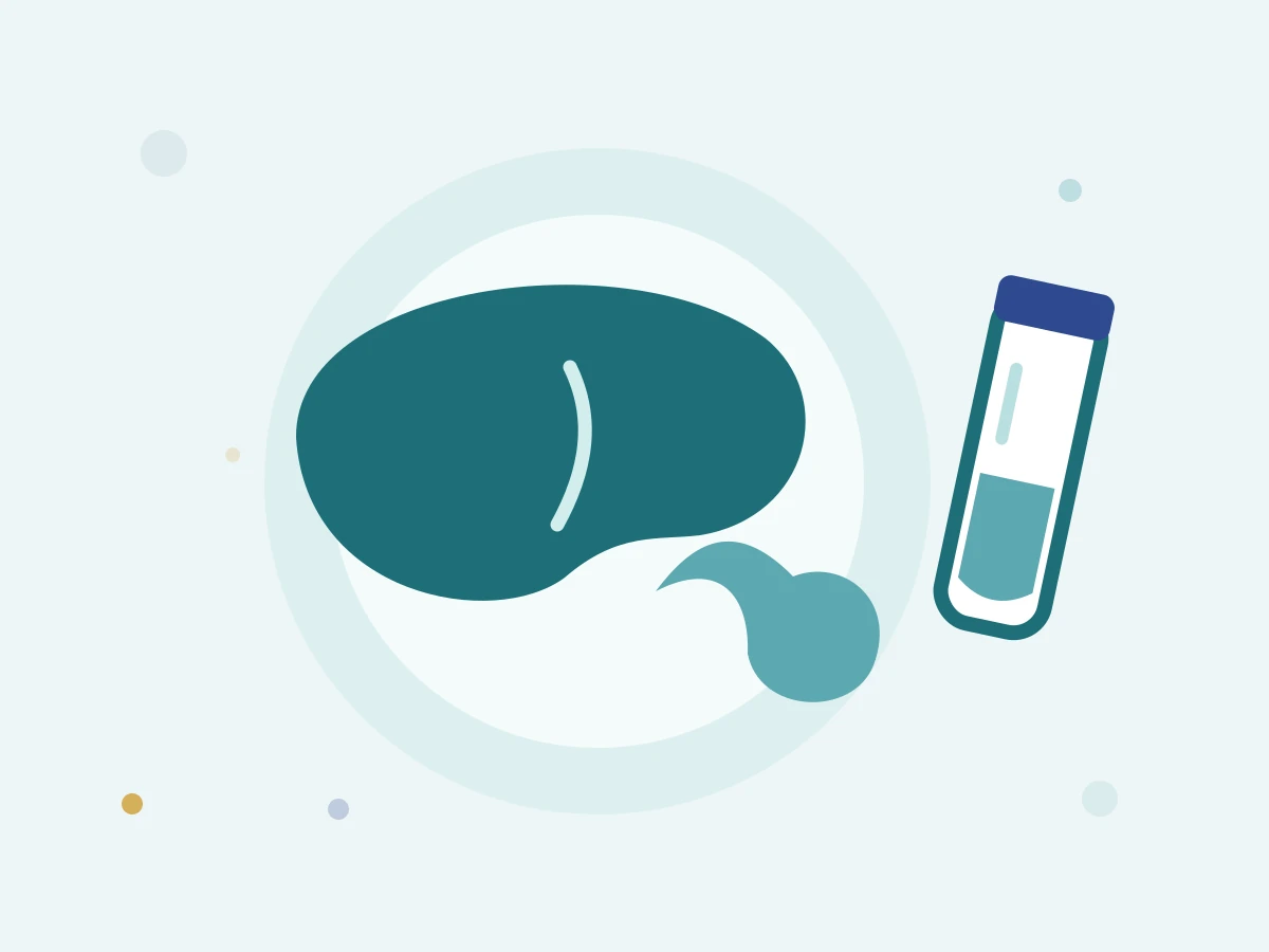 Liver pancreas illustration